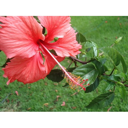 LAMINATED POSTER Havai Hawaii Plant Nature Flower Rosinha Poster Print 24 x