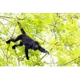 thumbnail image 2 of Norring, Tom 18x13 White Modern Wood Framed Museum Art Print Titled - Belize-Central America-Howler Monkey-Their howling can travel up to 5 km in the dense tropical fore, 2 of 4