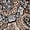 Brown Medallion Print, variant on Catherines Women's Plus Size Petite Easy Fit Short Sleeve V-Neck Tunic