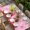 Red LightGreen Pink, variant on Red Gnomes Table Cloths for 3 Foot Rectangle Tables, Valentine Roses Leaves Love Beige Rustic Patio Waterproof Elastic Fitted Tablecloths, Washable Rectangular Table Cover for Camping