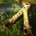 thumbnail image 3 of 3D Acuario Paisaje Póster Pecera Vivarium Fondo Madera subacuática S Yuyangstore imagen de fondo del tanque de peces, 3 of 8
