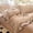 78.74"*90.55", variant on Korean Lace Floral Duvet Cover Set with Pillowcases Elegant Bedding for Cozy Bedrooms