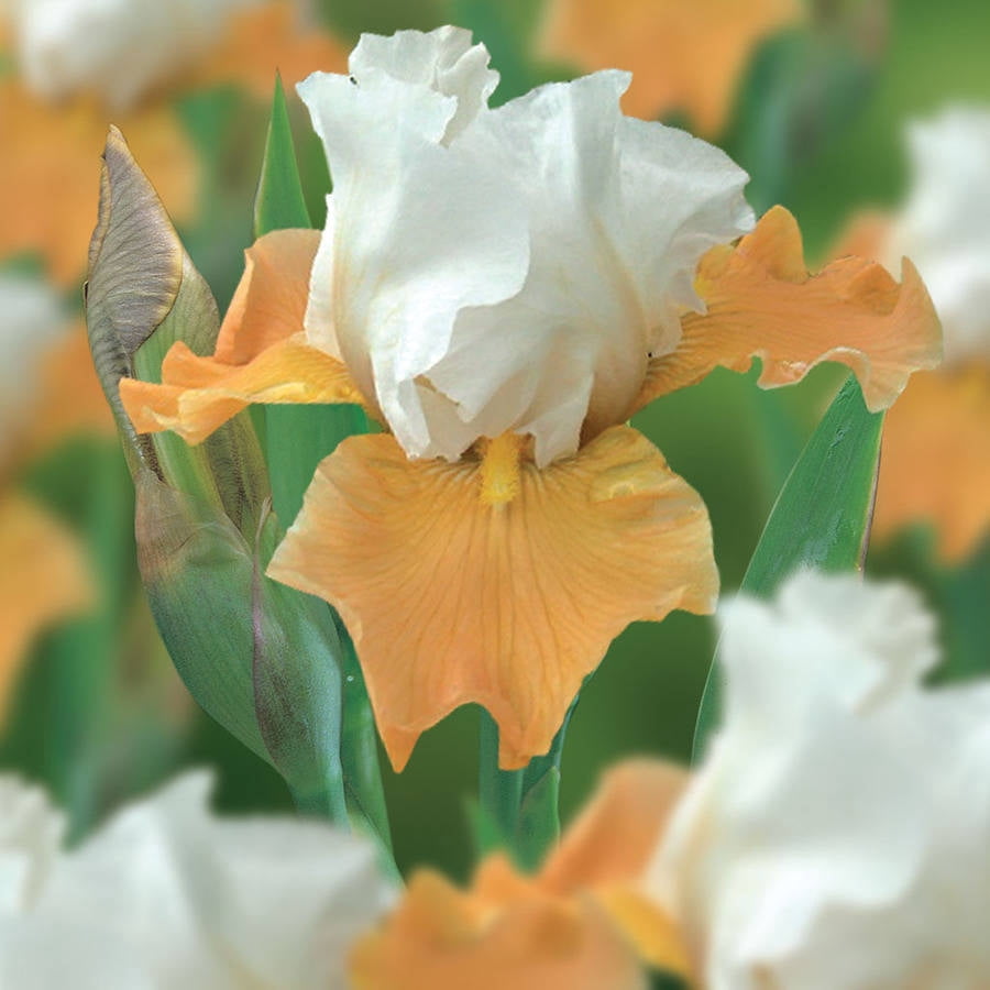 Van Zyverden Bearded Iris Champagne Elegance Set of 3 Plant Roots Multi-Color Part Sun