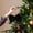 Black-BK-clearacne, variant on wycnly Long Haired Bow Ornament Candy Color Polyester Ribbon Tree Hanging Handcrafted Fun Holiday DIY Party Decor Girl Room Accessories Colorful Soft 3.93x5.9in