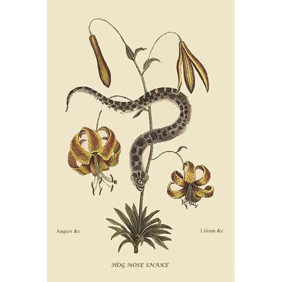 Hog Nosed Snake-Fine Art Canvas Print (20" x 30")