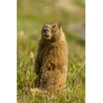thumbnail image 2 of Illg, Cathy and Gordon 11x14 Black Ornate Wood Framed with Double Matting Museum Art Print Titled - CO, San Juan Mts Yellow-bellied marmot in grass, 2 of 4