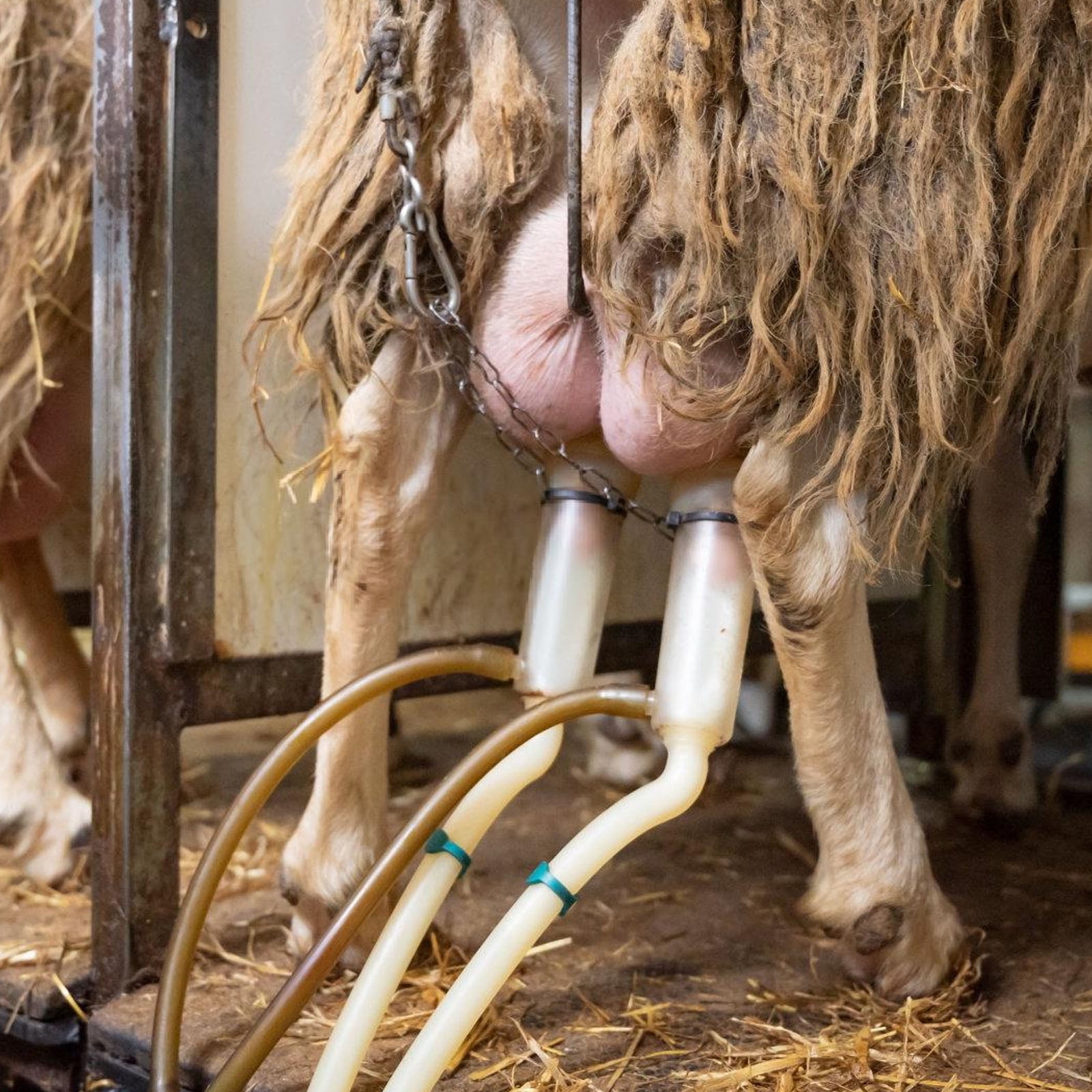 Manual Milking Machine Stainless Steel Goat Sheep Milker Cow Vacuum Pumps for Sheep and Cow