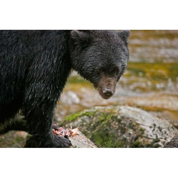 British Columbia, Gribbell Island, Black bear, salmon Poster Print by Jaynes Gallery (26 x 17)