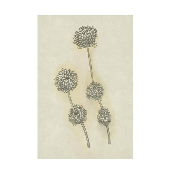Trademark Fine Art Katie O'Shea  Seed Pods Study II Canvas Wall Art