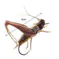 thumbnail image 3 of LOVIVER ing Lure Bionic Locust Bait for Tilapia White Striped Mandarin Brown, 3 of 8