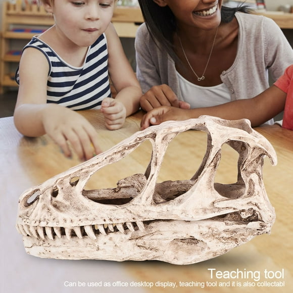 Rdeghly Decor Craft,Resin Dinosaur Skull Model Simulated Animal Skeleton Home Office Decor Craft Teaching Prop, Resin Dinosaur Skull