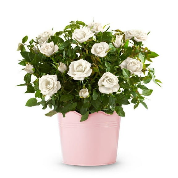 From You Flowers - Whimsical White Rose Plant for Birthday, Anniversary, Get Well, Congratulations, Thank You, All Occasions
