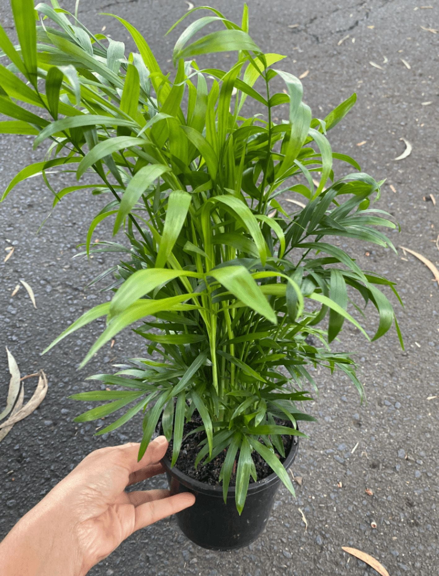 Parlor Palm Live Plant for Indoor, Neanthe Bella Palm in 2 Inch Pot | Real House Plant for Living Room, Office, Desk & Bathroom, Chamaedorea Elegans