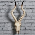 thumbnail image 3 of Cabeza de calaveras de animales perfecl escultura de pared 565x215x13cm, 3 of 8