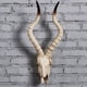 thumbnail image 3 of Resina Long Horned Decor Skull Decoración de Halloween Montaje en pared Decoración colgante de pared 3D Skull Sheep Head Escultura de pared para l 565x215x13cm Fernando escultura de pared, 3 of 8