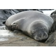 thumbnail image 1 of Howard Sleeping Seal Wall Decal, 1 of 2