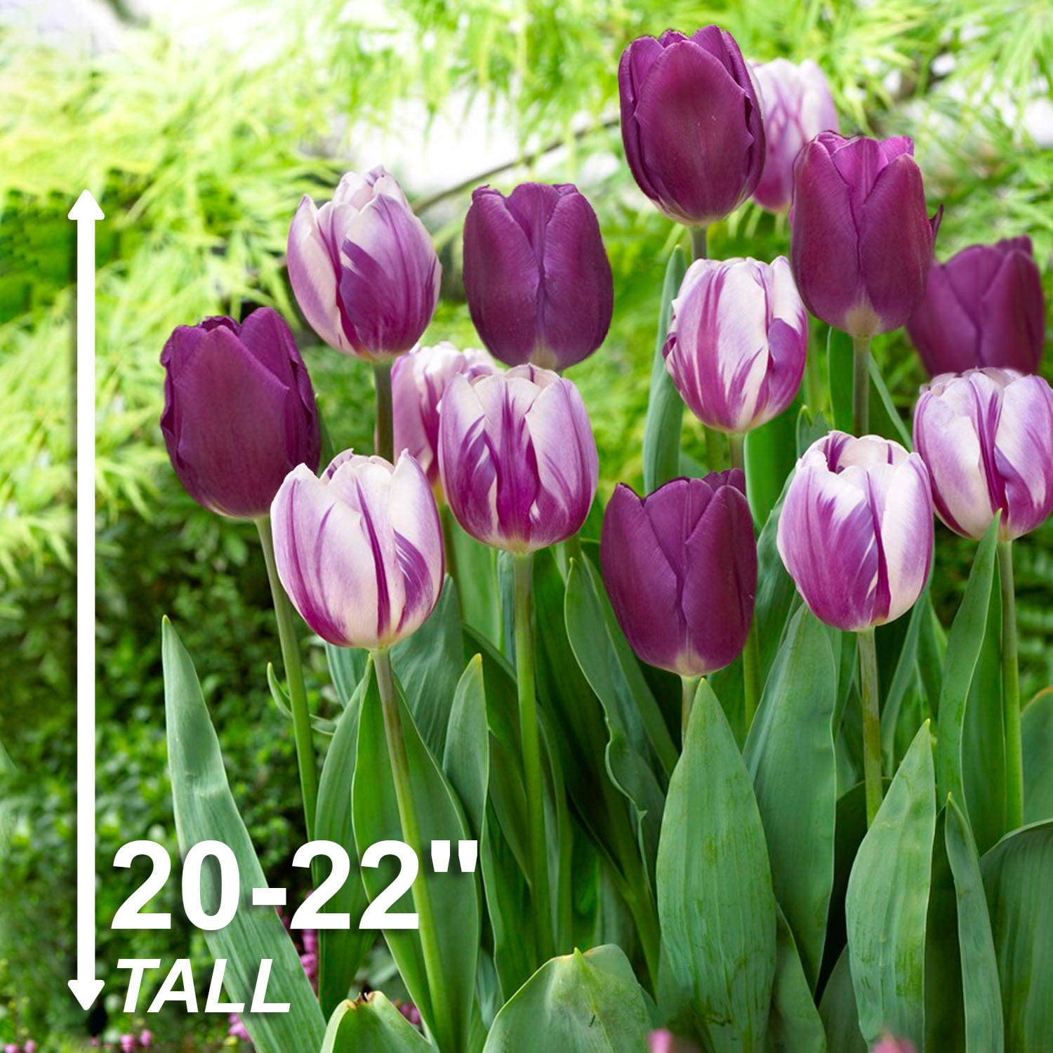 Garden State Bulb Purple Reflection Mixed Triumph Tulip Flower Bulbs, 11/12cm (Bag of 25)