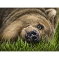 thumbnail image 2 of LaMontagne, Patrick 24x19 Gold Ornate Wood Framed with Double Matting Museum Art Print Titled - Grizzly on Grass, 2 of 4