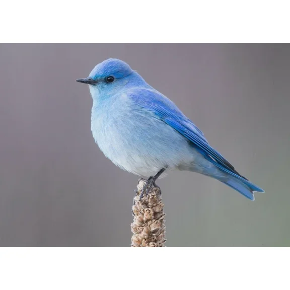 Kna Prints - 1 Pcs Poster Mountain Blue Bird Poster Art Print Bluebird Gift #12618, UNFRAMED-8x12