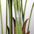thumbnail image 3 of Nursery Grafting Tapes Clear Stretchable Floristry Film for Fruit Tree 30mmx100m, 3 of 7