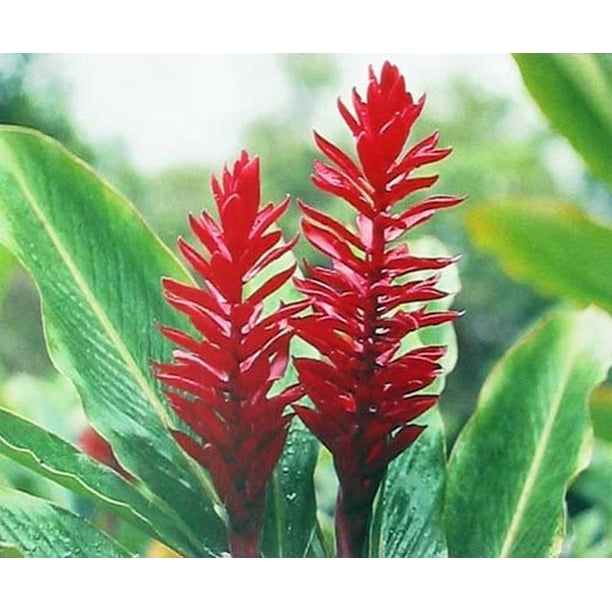 Hawaiian Red Ginger Plant Root Pack Of 5 Grow Hawaii Walmart Com