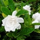 thumbnail image 5 of 50 piezas de semillas de flores de jazmín del Cabo Gardenia Jasminoides para decoración de bonsáis de balcón y jardín de casa, 5 of 6