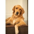 thumbnail image 2 of Karyn Millet 23x32 Gallery Wrapped Canvas Wall Art Titled - Goldie II, 2 of 4
