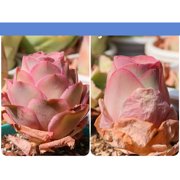 Aeonium Aurea Pink Mountain Rose Mini Live Succulent Plant-Compact Rose-Shaped Rosette for Indoor Décor, Containers & Succulent Collections