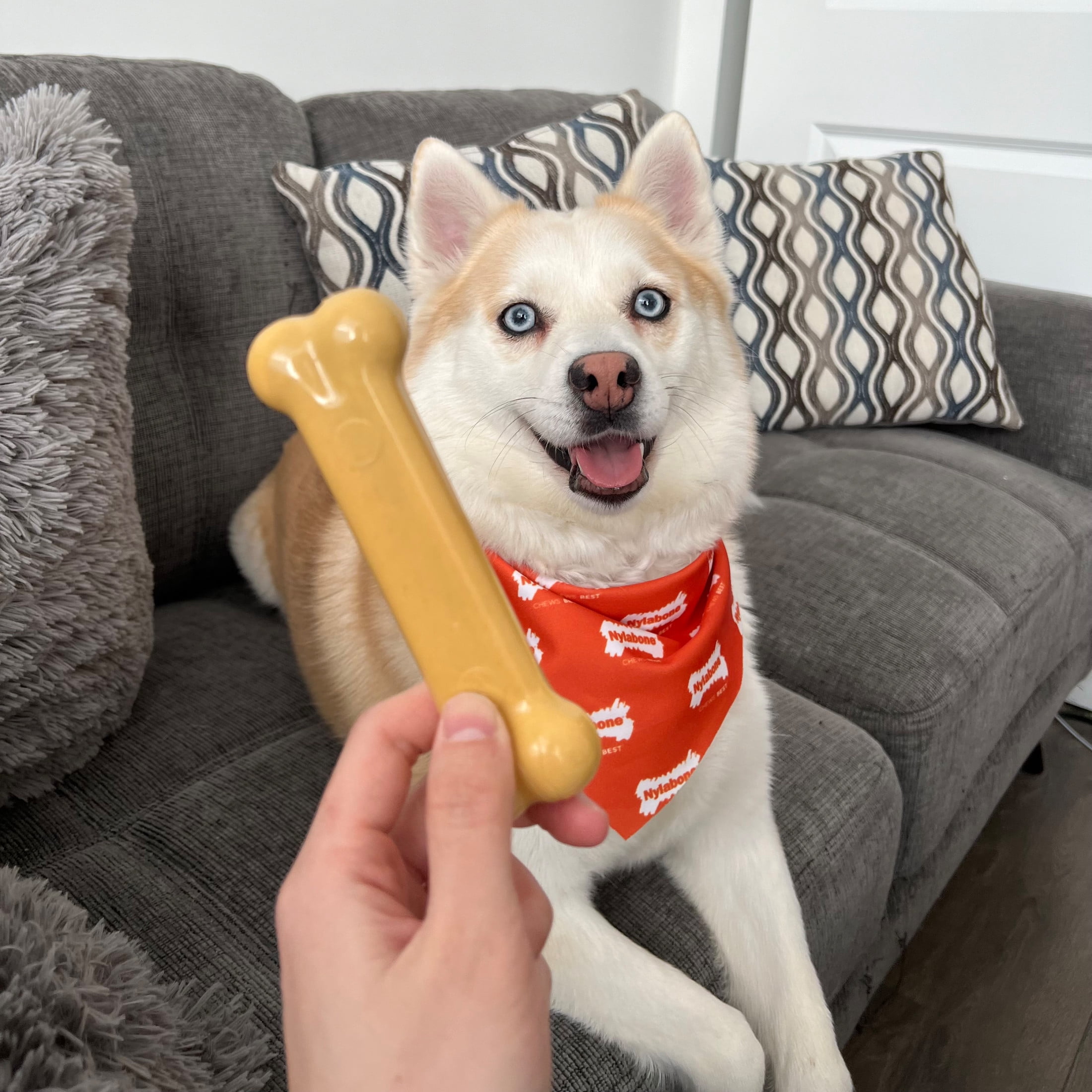 (2 pack) Nylabone Power Chew Original Bone Dog Toy, Dog Chew Toy, Peanut Butter Flavor, Medium, 1 Count
