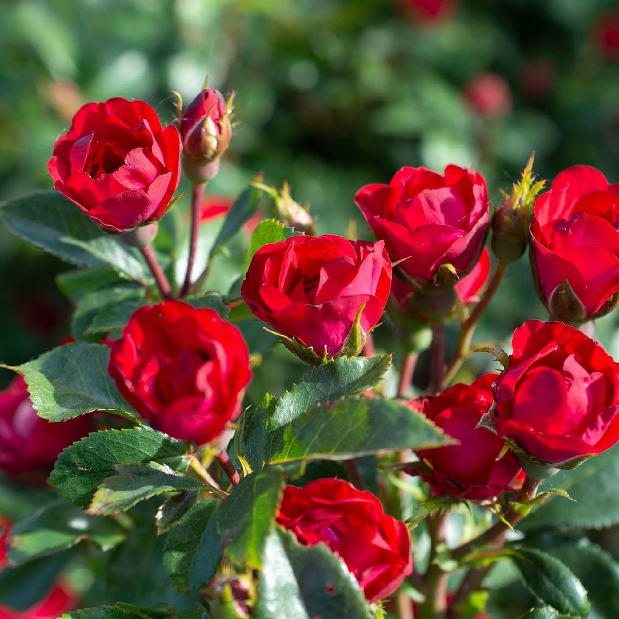 The Knock Out® Family of Roses 'The Petite Knock Out® Rose' Live Shrub in 2-Quart Grower Pot