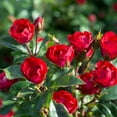 thumbnail image 3 of The Knock Out® Family of Roses 'The Petite Knock Out® Rose' Live Shrub in 2-Quart Grower Pot, 3 of 14