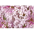 thumbnail image 3 of 2 Gallon Miss Kim Japanese Lilac (Syringa) Shrub, 3 of 5