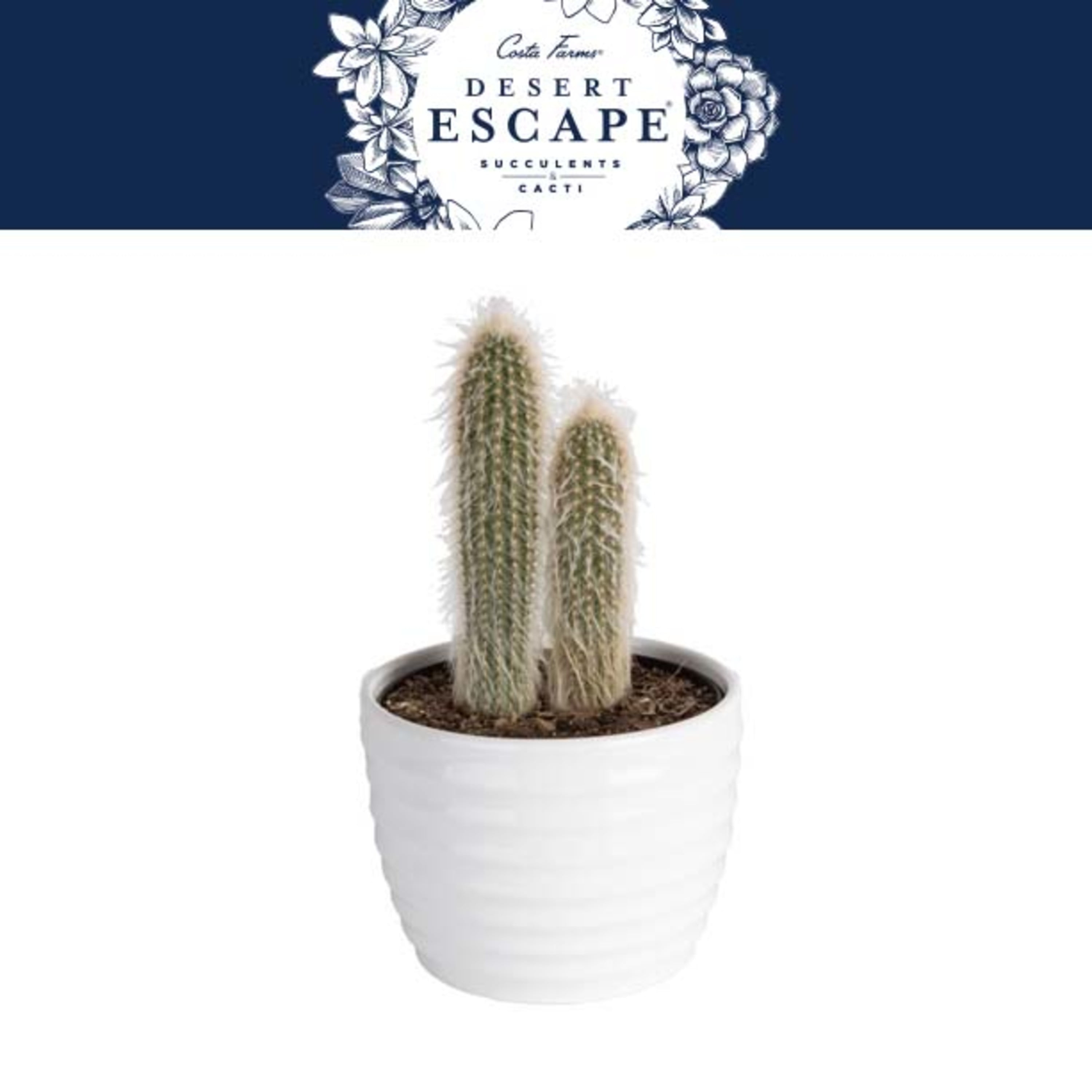 Costa Farms Desert Escape Live Indoor 7in. Tall Green Cactus; Bright