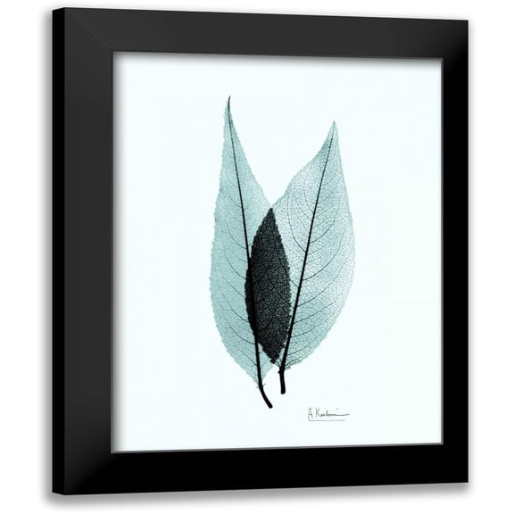 Koetsier, Albert 12x14 Black Modern Framed Museum Art Print Titled - Caplulin Cherry Teal