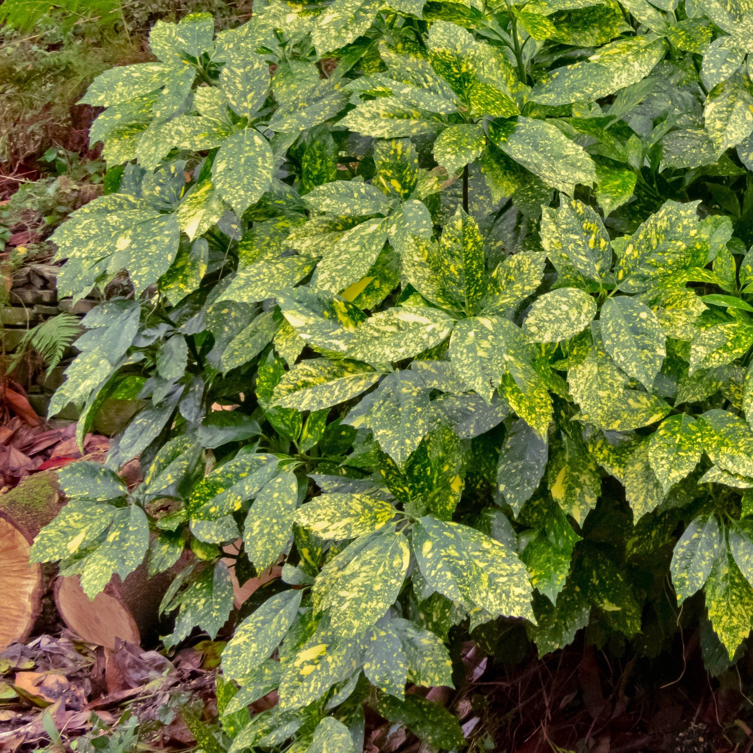 National Plant Network 3 gal. Acuba Gold Dust Live Plant