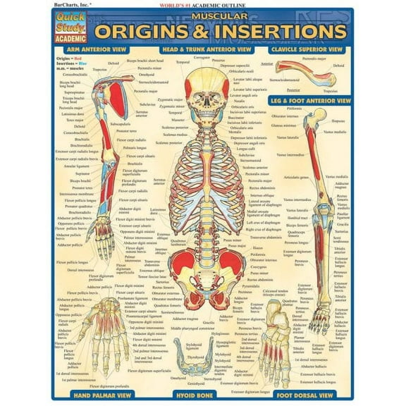 Muscular Origins & Insertions (Other)