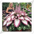 thumbnail image 2 of Hostas Premium -Home & Garden Decoration-Perfect Gardening Gift-Blooming Annually-(Non-Artificial), 2 of 7