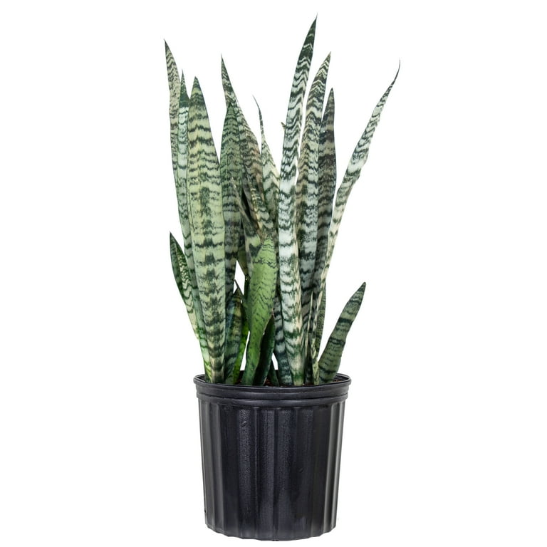 Sansevieria Trifasciata Laurentii Snake Plant Live Indoor Outdoor House Plant Ships in 6 Inch Grower Pot at 14-19 Inches Tall Sansevieria Trifasciata Laurentii Snake Plant Live Indoor Outdoor House Plant Ships in 6 Inch Grower Pot at 14-19 Inches Tall
