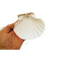 thumbnail image 3 of Set of 50 Real Baking Scallop Shells (3 1/2"-3 7/8") for Cooking, Baking, Serving Food Beach Crafts and Coastal Decor, 3 of 3