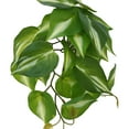 thumbnail image 1 of Manunclaims Simulated Plant Fine Workmanship Decorative Realistic Full of Vitality No Watering Decorate Rattan Leaves Long-lasting No Wither Imitation Plant for Office Use, 1 of 8