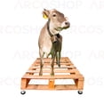 thumbnail image 2 of Bascula Ganadera Portatil 3000kg Arcoshop Cajon Bascula 3000, 2 of 5