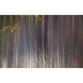 thumbnail image 2 of Posterazzi DPI12290192 Abstract Trees with Motion Blur - Alberta Canada Poster Print by Ron Harris, 19 x 12, 2 of 4