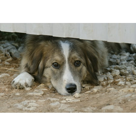 LAMINATED POSTER Man's Best Friend View Dog Animals Pets Animal Poster Print 11 x (Best Friends Prairie View)