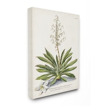 Stupell Home Décor Botanical Plant Illustration Ferns Vintage Design Canvas Wall Art by Unknown