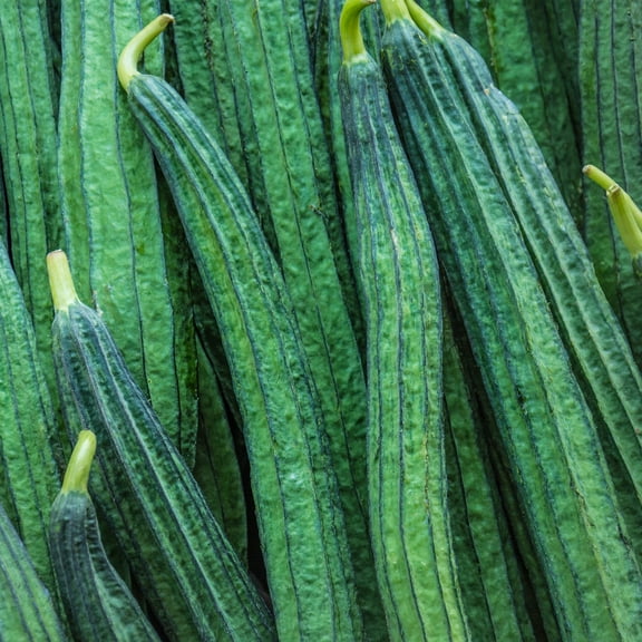 Gourd Seeds - Yu Sing - Hybrid - 4 Oz ~800 Seeds - Non-GMO, F1 Hybrid - Asian Garden Vegetable