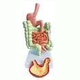 thumbnail image 2 of Modelo del sistema digestivo humano Anatomía del estómago Intestino grueso, 2 of 6