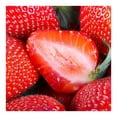 thumbnail image 4 of Fresas más dulces 397 g, 4 of 4