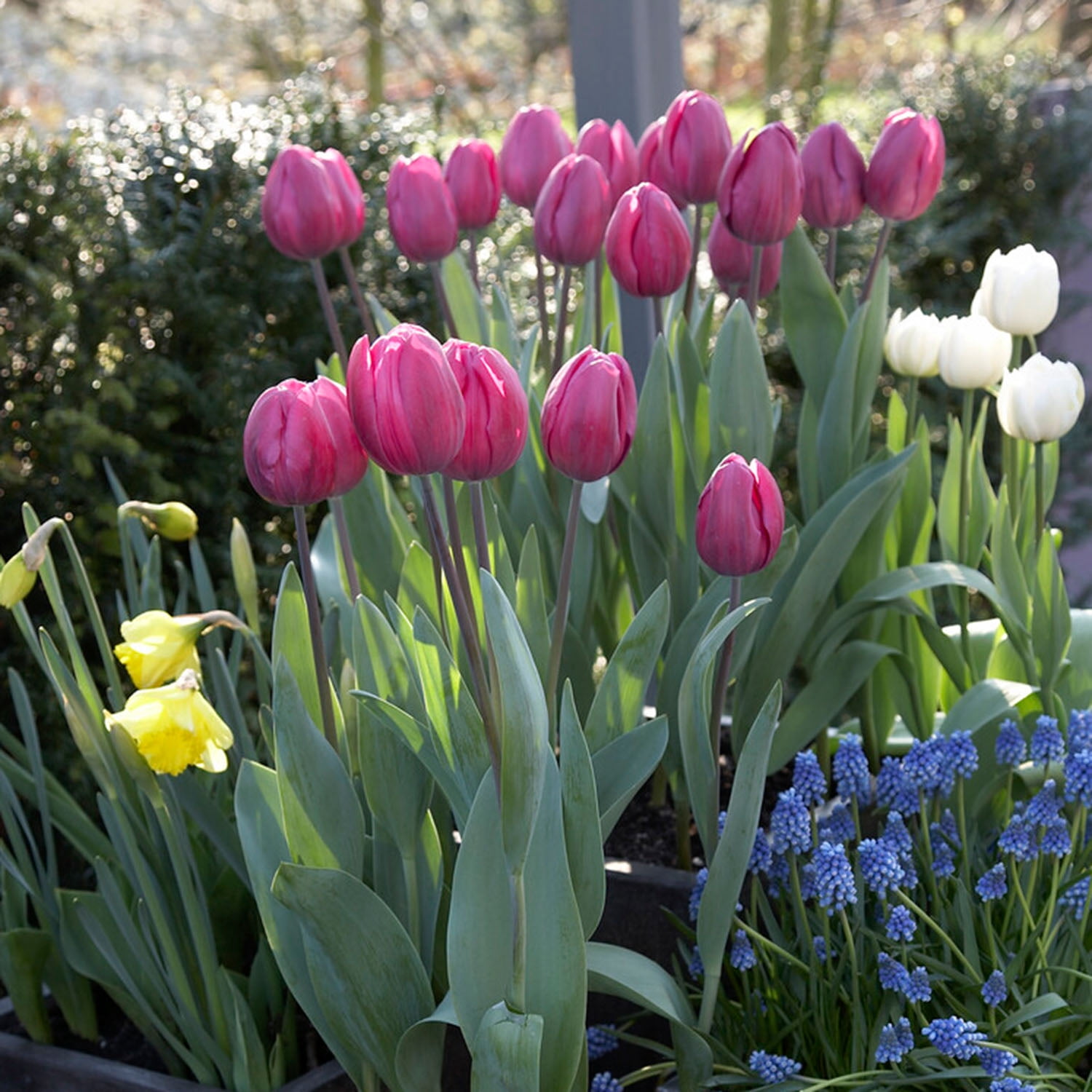 Garden State Bulb Lavender Alibi Triumph Tulip Flower Bulbs, 12/+ cm (Bag of 25)