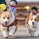 thumbnail image 5 of Disfraces para perros Disfraz para mascotas Disfraz de Halloween para mascotas Trajes para perros estilo jinete vaquero, 5 of 6