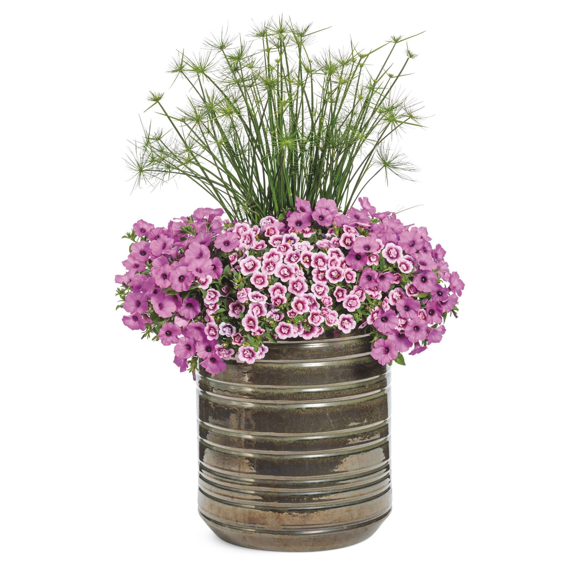 Proven Winners 4" Superbells Double Smitten Pink Calibrachoa Live Plant in 4.25" Pot (4 Count)